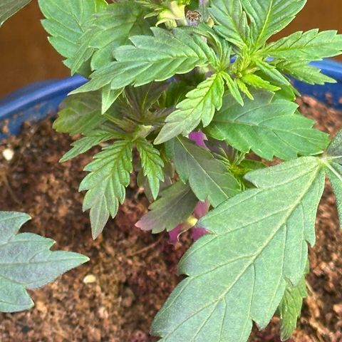 Moby dick & Frisian Dew growlog timeline photo