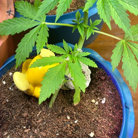 Moby dick & Frisian Dew growlog timeline photo