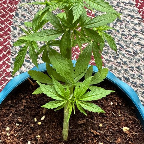 Moby dick & Frisian Dew growlog photo: FD Outdoor