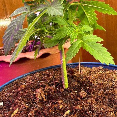 Moby dick & Frisian Dew growlog photo: Moby dick