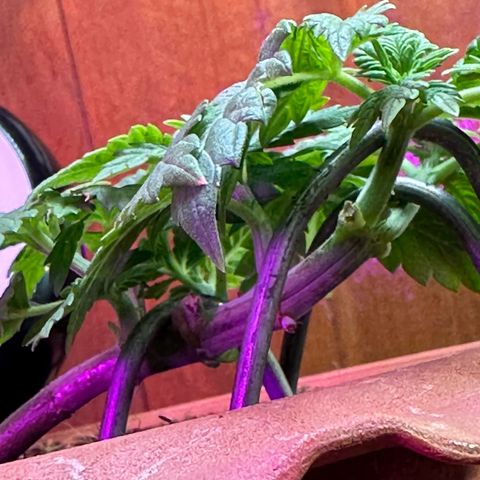 Moby dick & Frisian Dew growlog photo: Moby dick