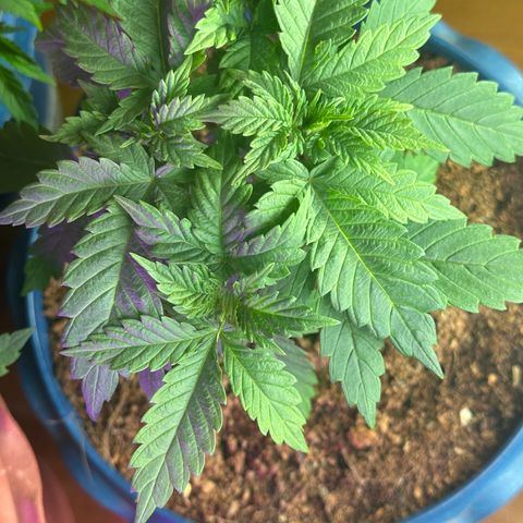 Moby dick & Frisian Dew growlog timeline photo