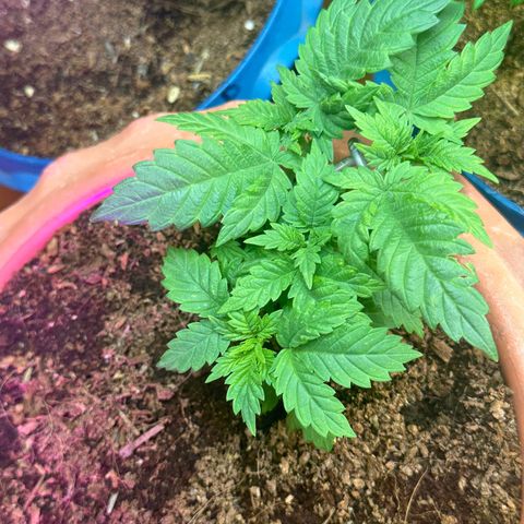 Moby dick & Frisian Dew growlog timeline photo