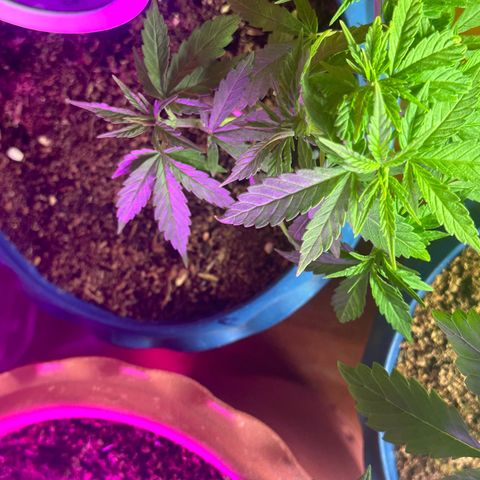 Moby dick & Frisian Dew growlog timeline photo