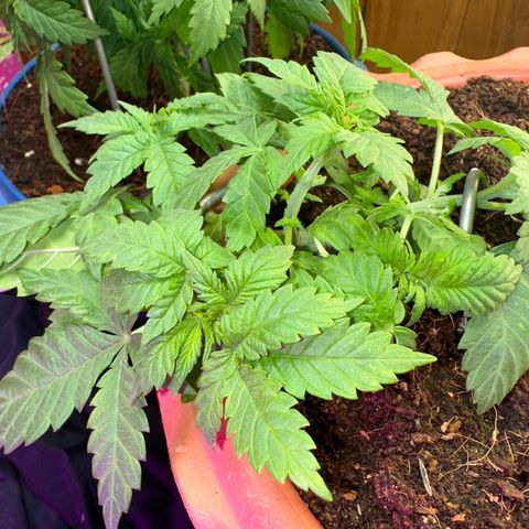 Moby dick & Frisian Dew growlog photo: Moby indoor lst