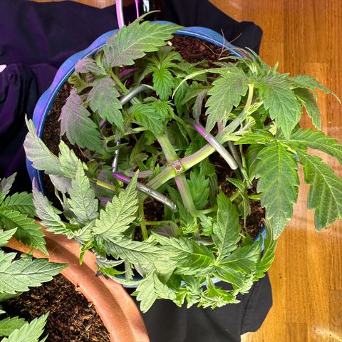 Moby dick & Frisian Dew growlog photo: Moby indoor lst