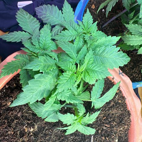 Moby dick & Frisian Dew growlog photo: Moby indoor lst