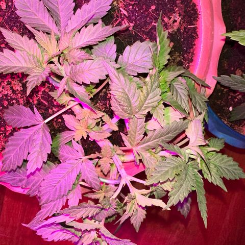 Moby dick & Frisian Dew growlog photo: Moby indoor