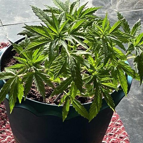 Moby dick & Frisian Dew growlog photo: Frisian dew outdoor