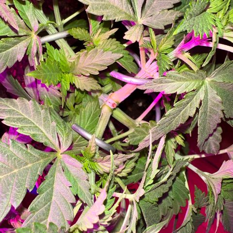 Moby dick & Frisian Dew growlog photo: Moby dick indoor