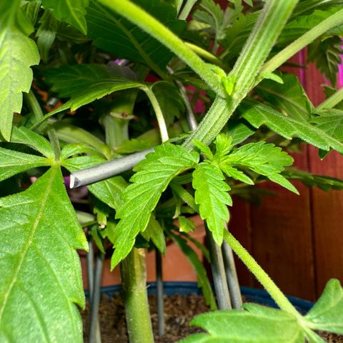 Moby dick & Frisian Dew growlog photo: Moby 