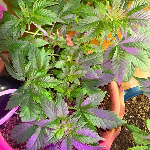 Moby dick & Frisian Dew growlog photo: Moby 