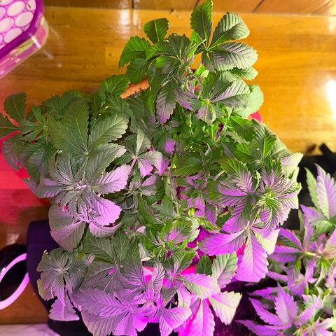 Moby dick & Frisian Dew growlog photo: Moby got heat shock after repotting to 2 gallon