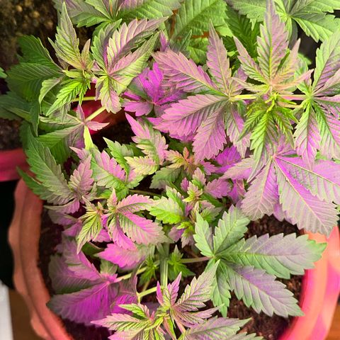 Moby dick & Frisian Dew growlog photo: Moby 