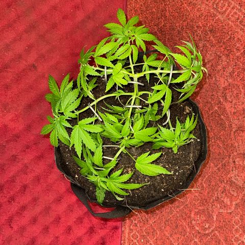 Moby dick & Frisian Dew growlog photo: FD after repotting to 3 gl