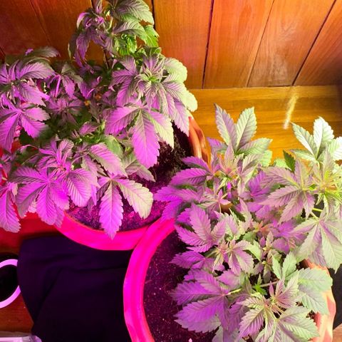 Moby dick & Frisian Dew growlog photo: Moby