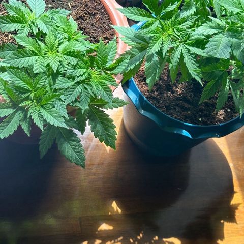 Moby dick & Frisian Dew growlog photo: Moby 