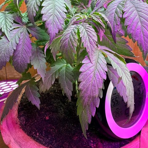 Moby dick & Frisian Dew growlog photo: Moby transplant shock 