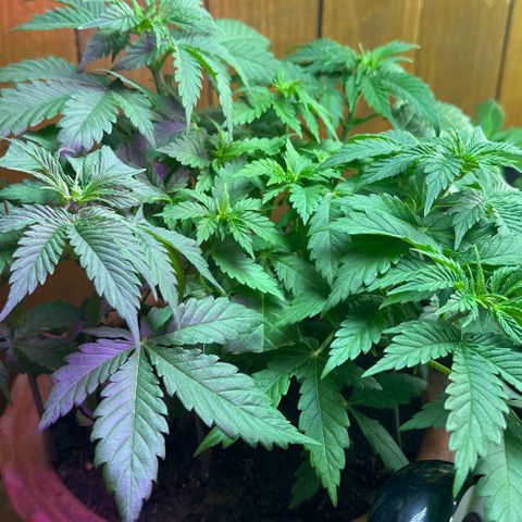 Moby dick & Frisian Dew growlog photo: Moby no more shock