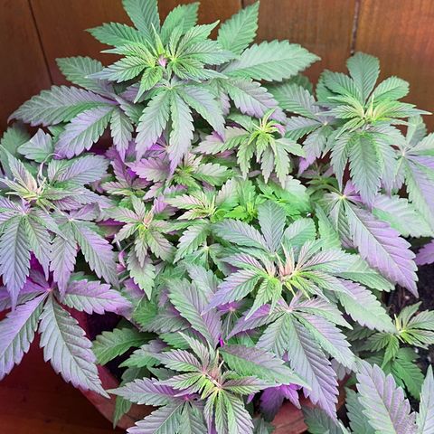 Moby dick & Frisian Dew growlog photo: Moby no more shock