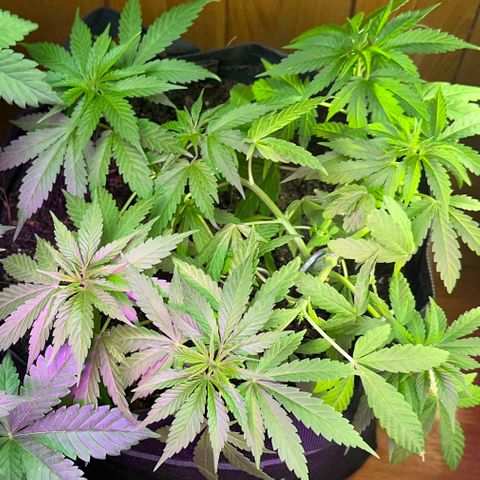 Moby dick & Frisian Dew growlog photo: FD 3 gallon pot