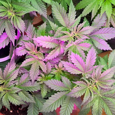 Moby dick & Frisian Dew growlog photo: Moby