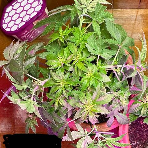 Moby dick & Frisian Dew growlog photo: Moby