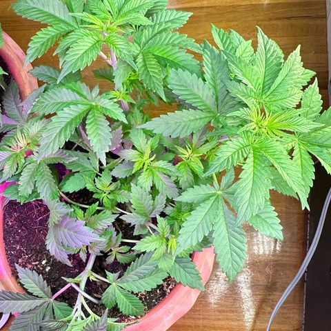 Moby dick & Frisian Dew growlog photo: Moby