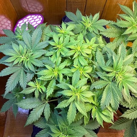 Moby dick & Frisian Dew growlog photo: Moby 