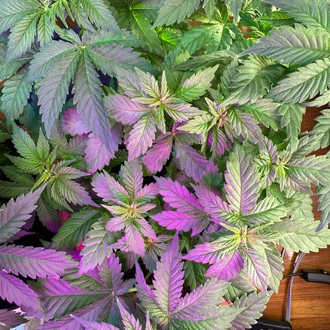 Moby dick & Frisian Dew growlog photo: Moby 