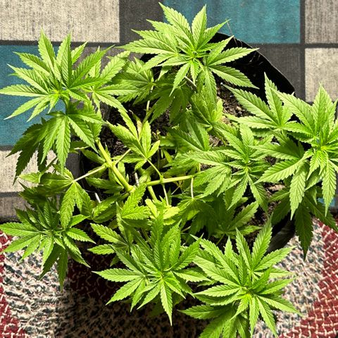 Moby dick & Frisian Dew growlog photo: FD outdoor 