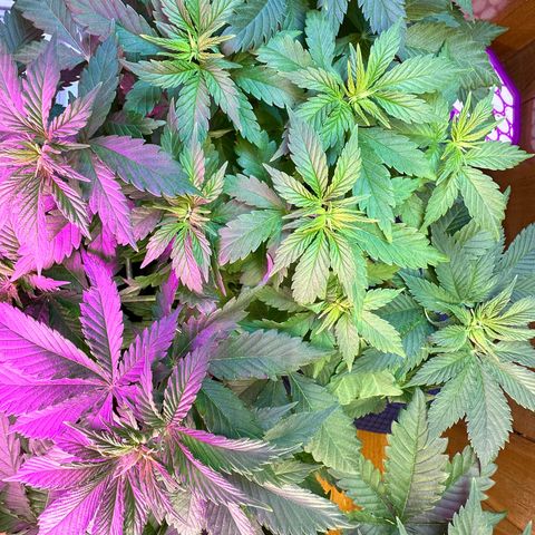 Moby dick & Frisian Dew growlog photo: Moby 