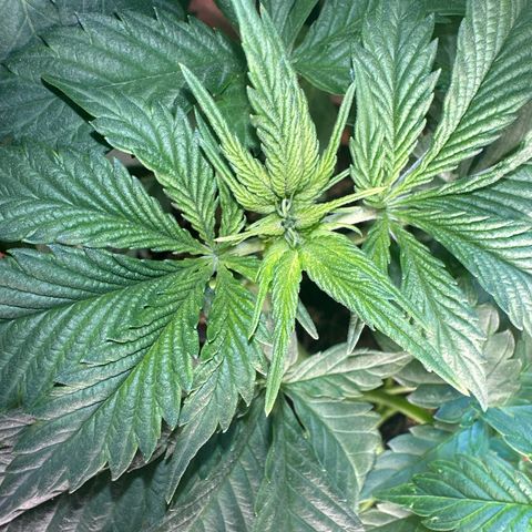 Moby dick & Frisian Dew growlog photo: Moby