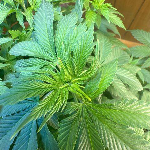 Moby dick & Frisian Dew growlog photo: Moby