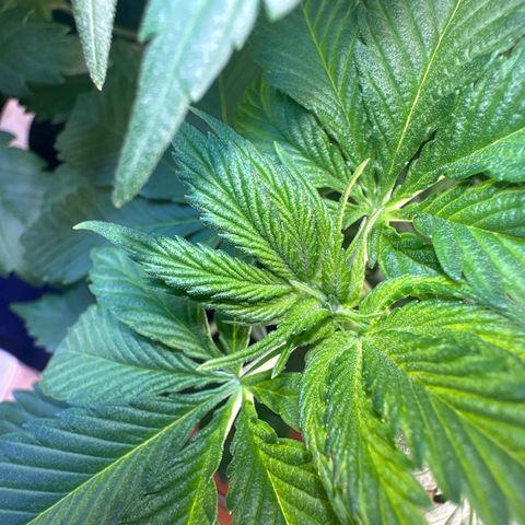 Moby dick & Frisian Dew growlog photo: Moby