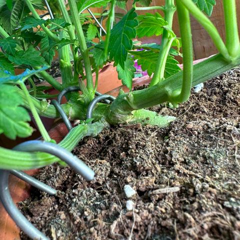 Moby dick & Frisian Dew growlog photo: Moby