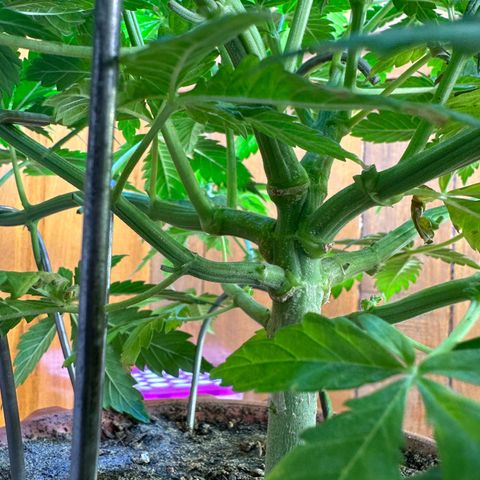 Moby dick & Frisian Dew growlog photo: Moby