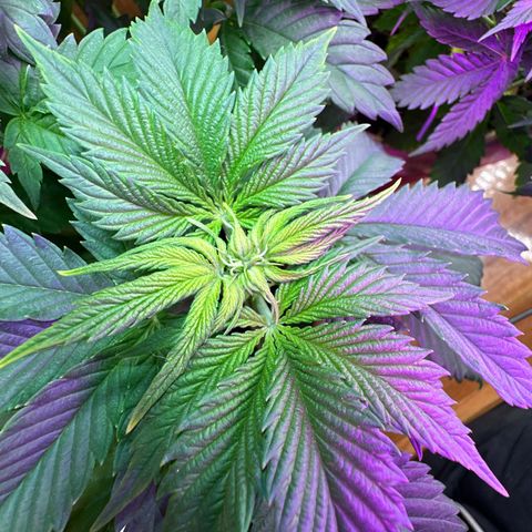 Moby dick & Frisian Dew growlog photo: Moby