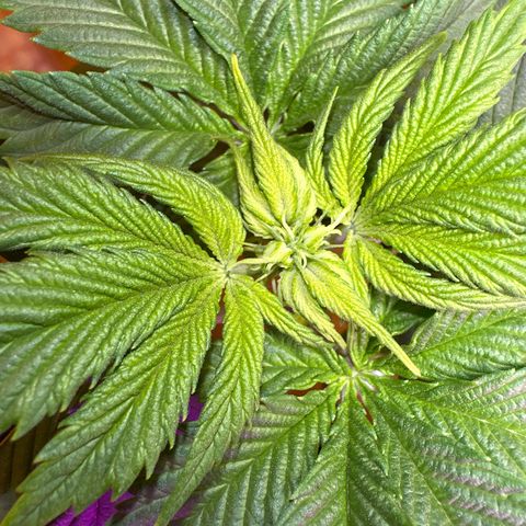 Moby dick & Frisian Dew growlog photo: Moby