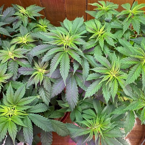 Moby dick & Frisian Dew growlog photo: Moby