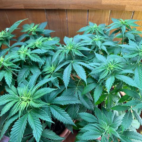 Moby dick & Frisian Dew growlog timeline photo