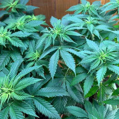 Moby dick & Frisian Dew growlog timeline photo