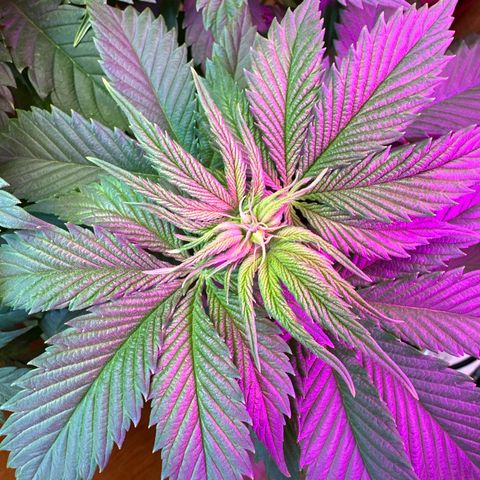 Moby dick & Frisian Dew growlog timeline photo