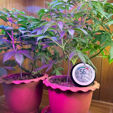 Moby dick & Frisian Dew growlog photo: Moby