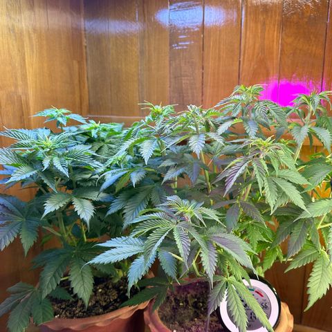 Moby dick & Frisian Dew growlog photo: Moby