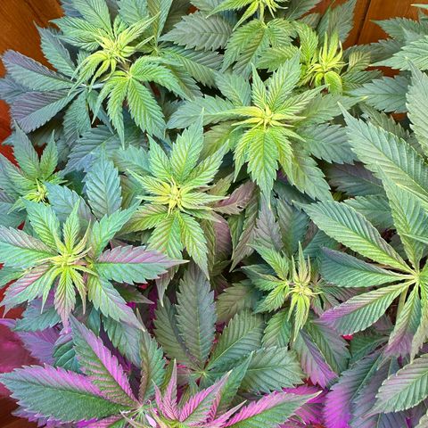 Moby dick & Frisian Dew growlog photo: Moby