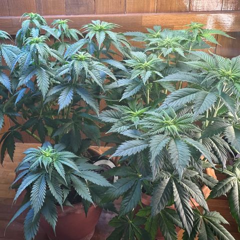 Moby dick & Frisian Dew growlog timeline photo