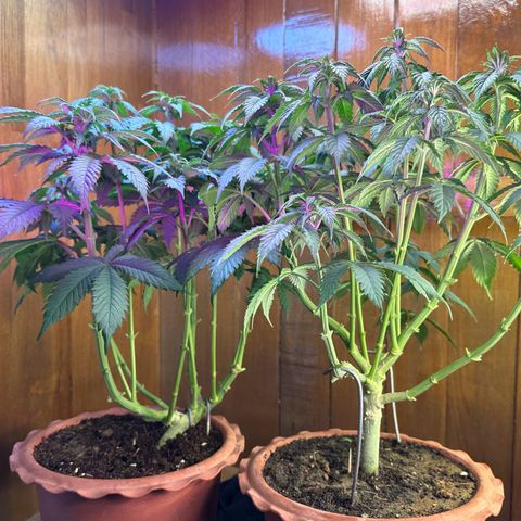 Moby dick & Frisian Dew growlog photo: Moby