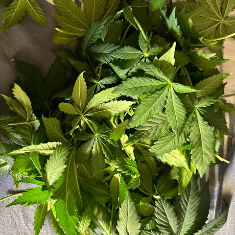 Moby dick & Frisian Dew growlog photo: Moby