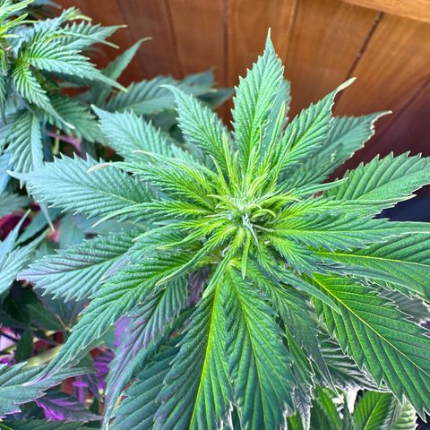 Moby dick & Frisian Dew growlog photo: Moby